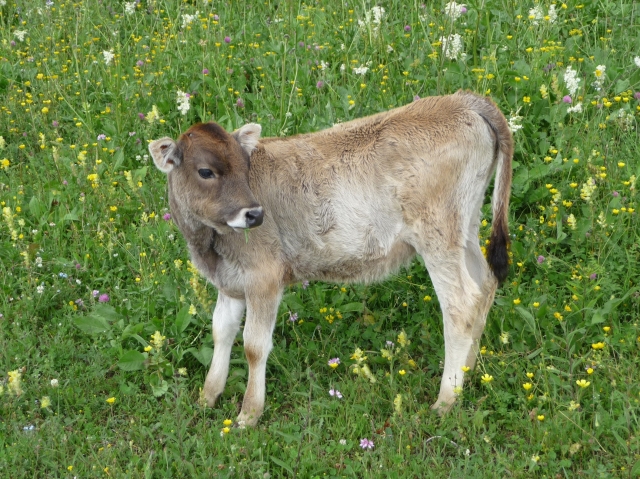 Gruzínsko [Kramárová]