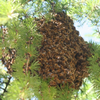 Včely v kaštieli