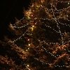 Vianočný stromček bude v Zámockom parku