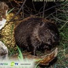 Posledná šanca vidieť život bobra v Malackom kaštieli