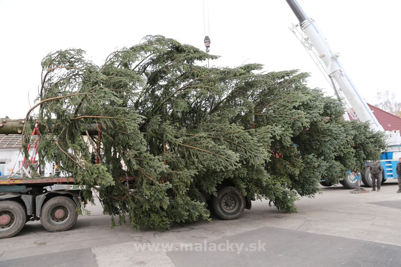 Vianočný strom na pár hodín obmedzí parkovanie
