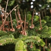 Zvoz vianočných stromčekov
