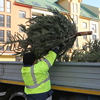 Zber vianočných stromov