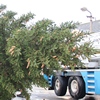 Zber vianočných stromov 