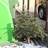 Zber vianočných stromčekov 